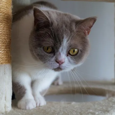 Apartamento Joli Accompagne De Boubouille Le Chat, Vue Ocean, 6 Personnes *